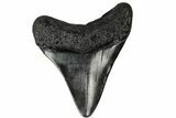 Juvenile Megalodon Tooth - South Carolina #168181-1